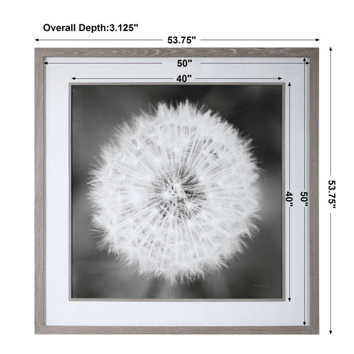 Dandelion Seedhead - Framed Print - Black