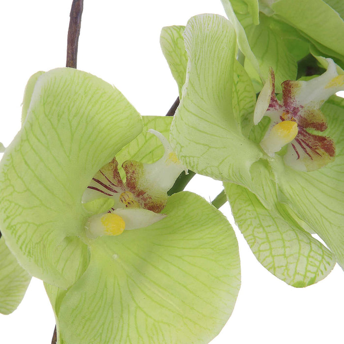 Valdive - Orchid
