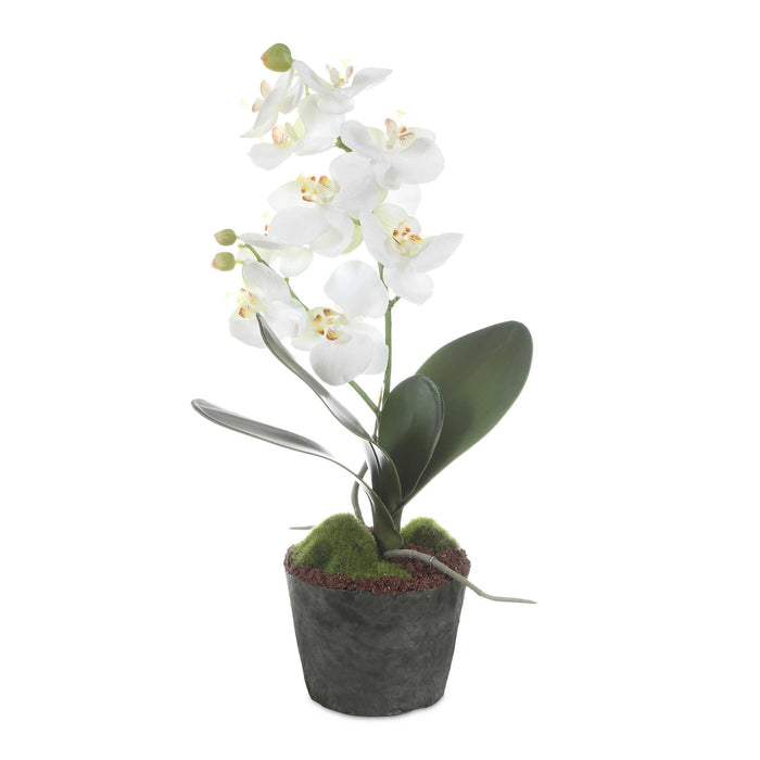 Laris - Orchid Drop-In - White