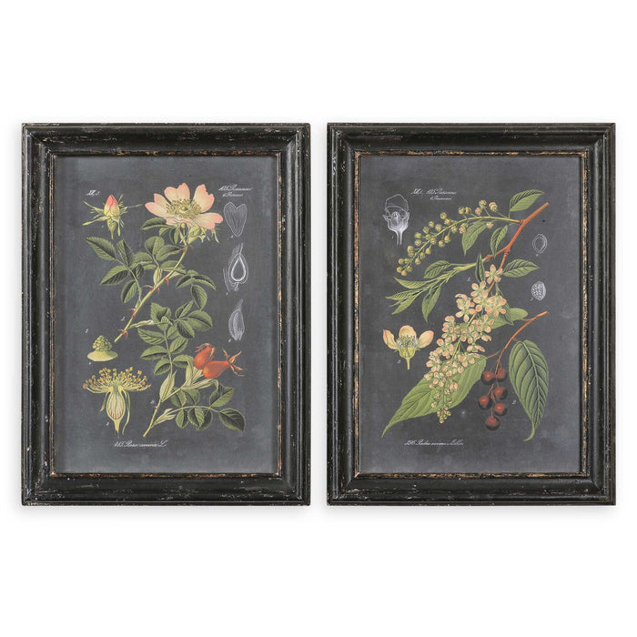 Midnight Botanicals - Wall Art (Set of 2) - Black