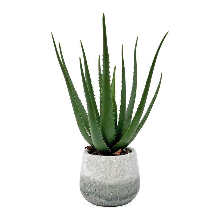 Veranda - Indoor-Outdoor Aloe Plant - Gray / Green