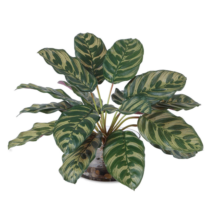 Peacock - Plant Accent - Green