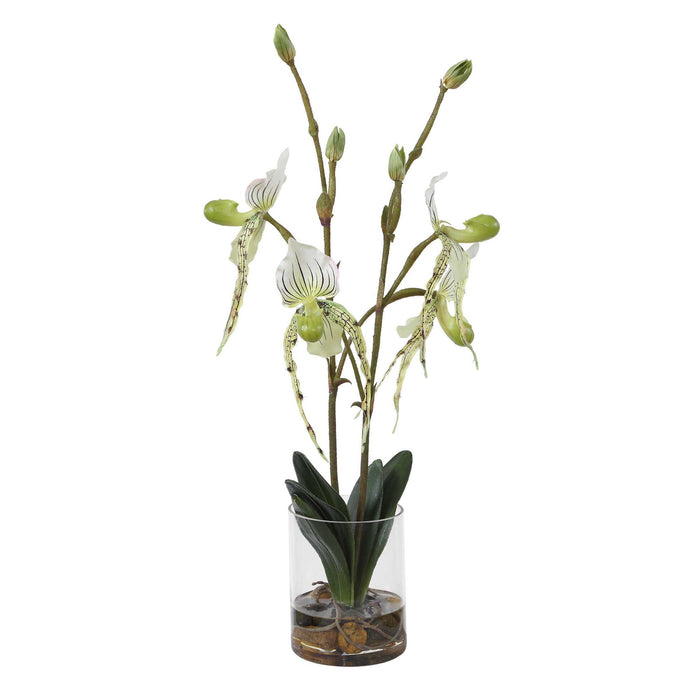Lady - Slipper Orchid In Glass Vase - Green,White