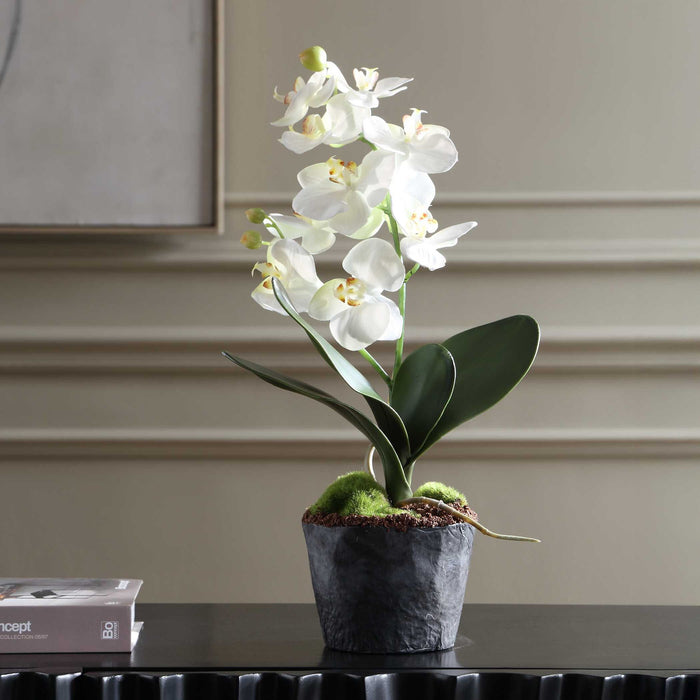 Laris - Orchid Drop-In - White