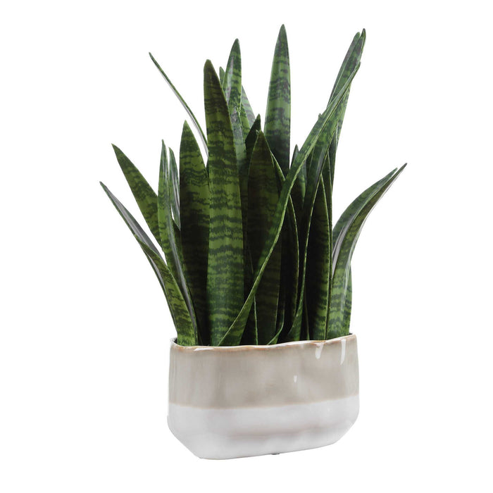 Sansera Snake - Accent Plant - Green